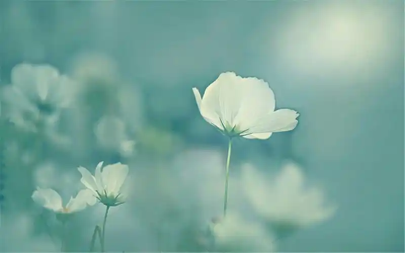 小清新简约花卉好看电脑锁屏背景壁纸