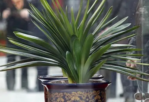 天价君子兰3880万