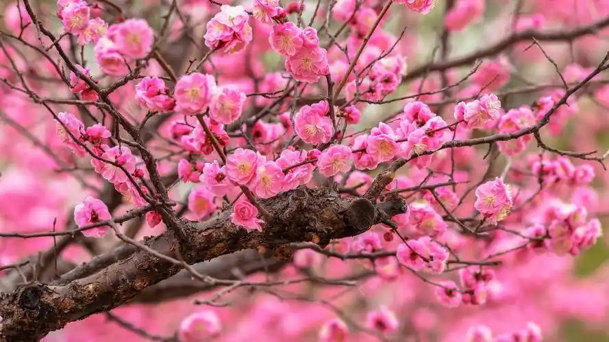 今年梅花花期较往年稍晚,为了让梅花更好的迎春绽放,技术人员对梅花
