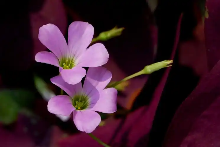 这是什么花,草本的,粉红色小花