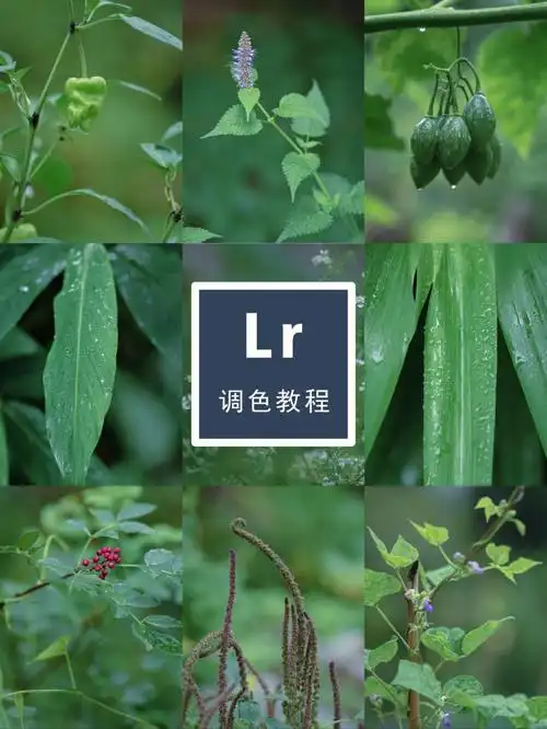 lr调色那片雨后的菜园绿色治愈调色教程