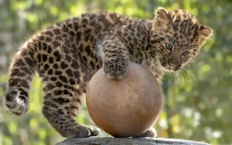 可爱的豹子玩球