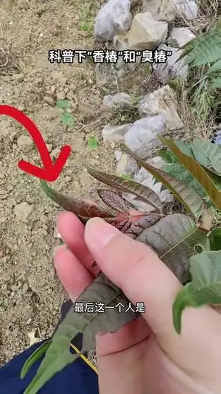 香椿树和臭椿树树皮的区别 - 抖音