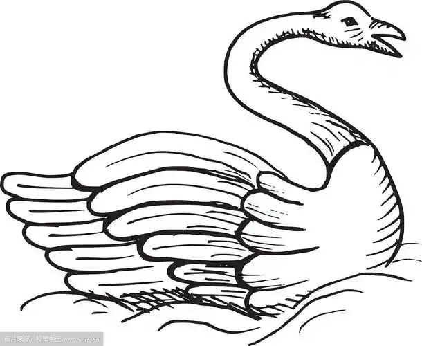 手绘天鹅素描