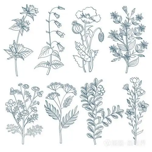 草本野生花卉植物药用有机愈合植物矢量着手绘制风格
