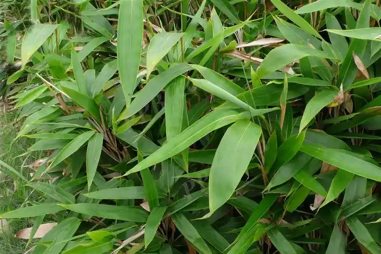 我见到的山东本土野生植物49阔叶箬竹