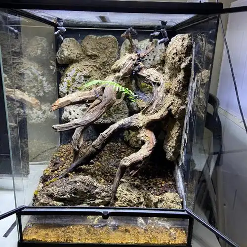 开缸造景雨林缸