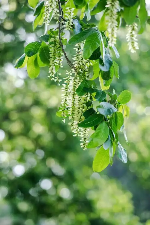 湖北南漳枫杨花开如挂碧帘