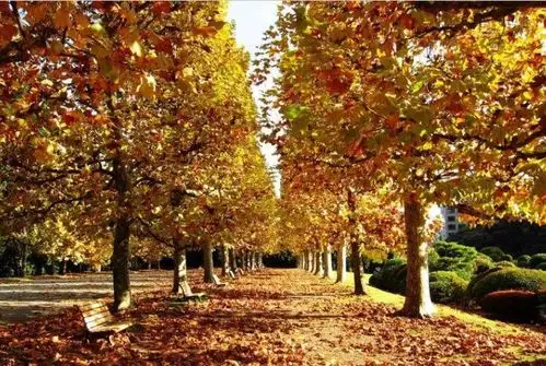 如何做好世界行道树之王悬铃木的养护管理工作