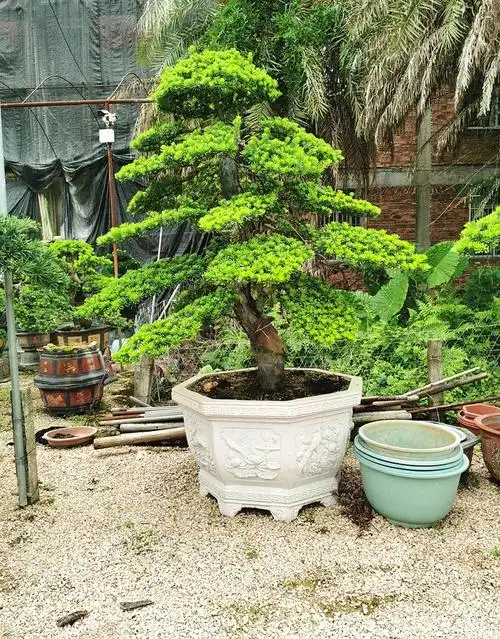 多瑙梦大型罗汉松园艺盆景树桩盆栽植物四季常青绿植庭院台湾金钻迎客