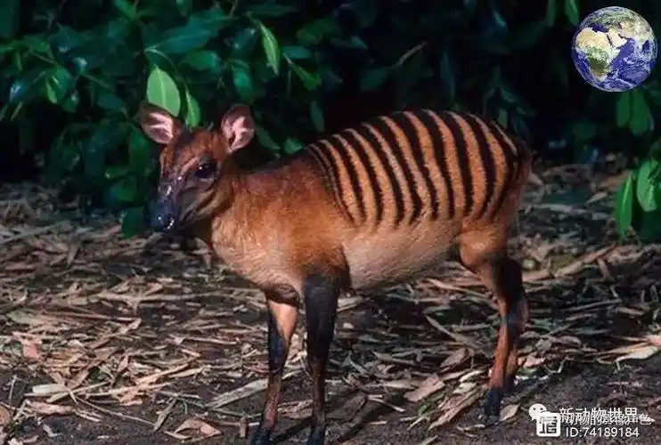 这一看就知道不是什么正经羚羊,整个后背都是纹身
