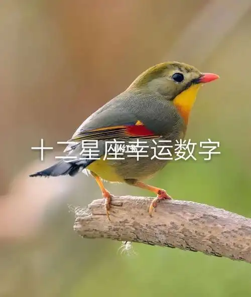 12星座幸运数字