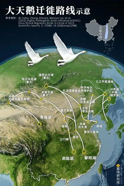 ▼(大天鹅的迁徙路线广阔,涉及东,中,西三线,其中经三门峡到达洞庭湖