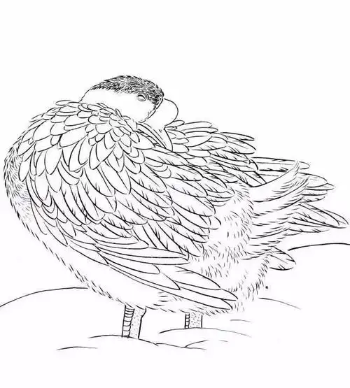 中国传统白描图谱以及白描知识及线描要求