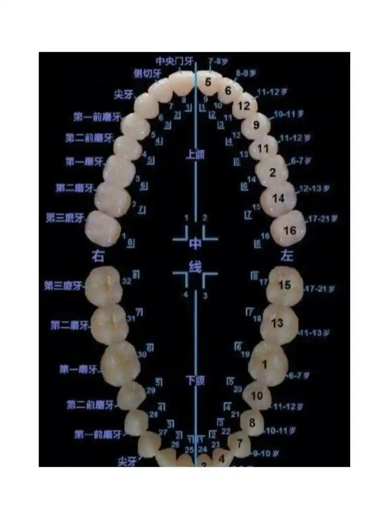 上下颌各个牙齿解剖形态(简画) 清楚认识各个牙齿的解剖形态