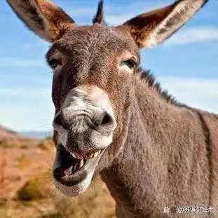 犹太人穷人之所以穷或许是因为缺少5个特征不改变会一直穷