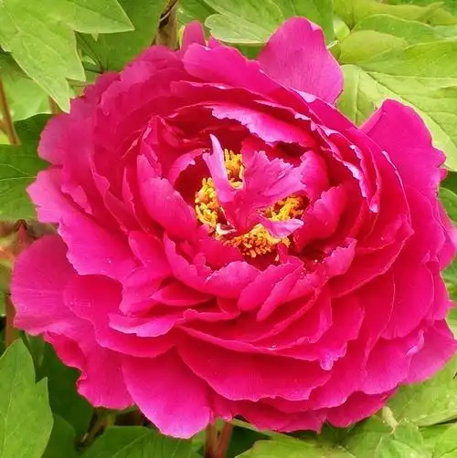 2019洛阳第37届牡丹花会序