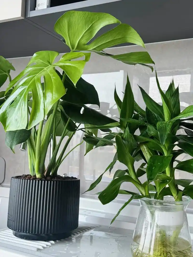 9791揭秘室内绿植界巨星:龟背竹99.亲们