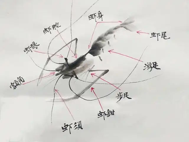 齐白石画虾的详细分解步骤图,喜欢写意画的朋友收藏了