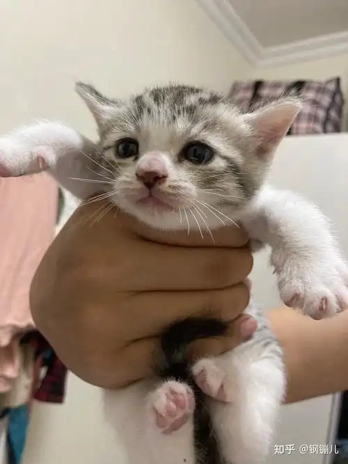 美短和狸花的串串长什么样子颜值能崩到什么程度