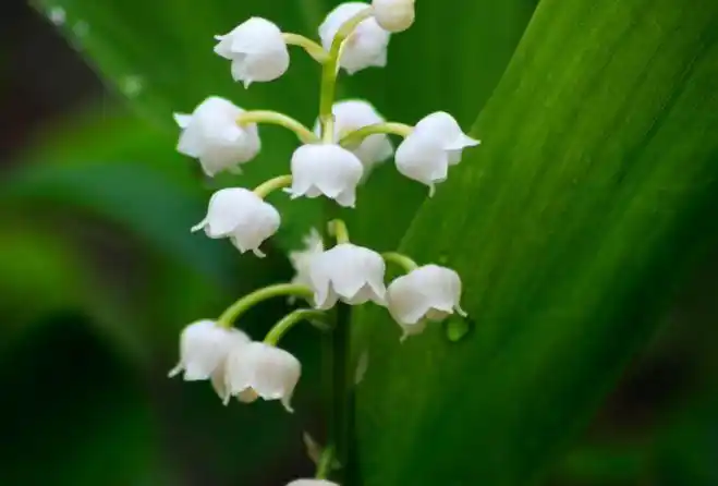 世界十大最美的花 秋英第一,昙花仅列第三_植物之最_第一排行榜