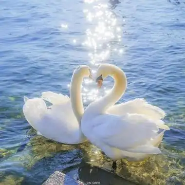 蓝色背景简单干净风格的轮船天鹅书本女孩等风景系列qq头像图片