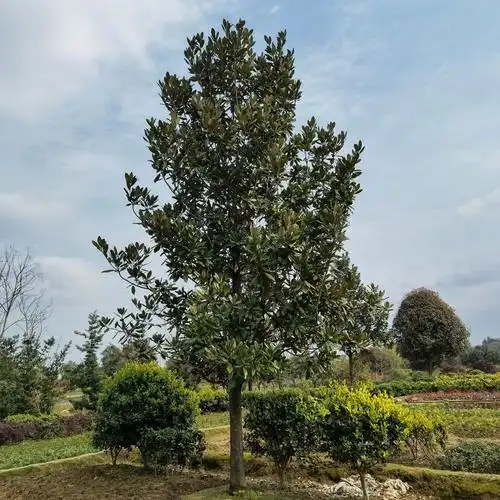 庭院植被树 广玉兰树12-15公分园林绿化树木乔木荷花兰玉兰花大树