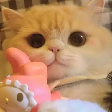 可爱小猫情侣头像一对平平淡淡的陪伴