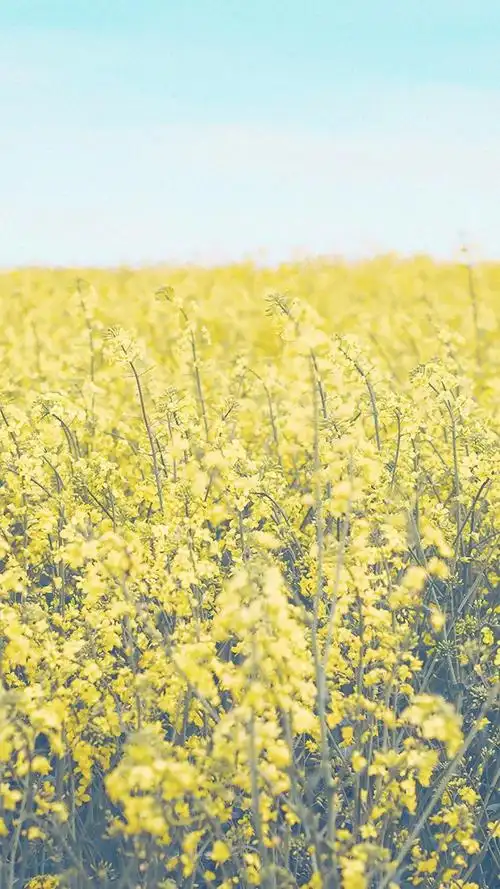微博壁纸集-风景静物系列手机壁纸★ 【新浪微博:高清无水印iphone