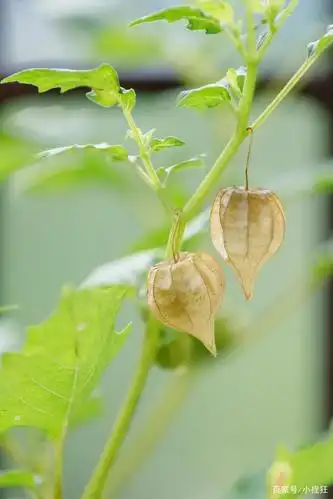 小巧玲珑的灯笼果