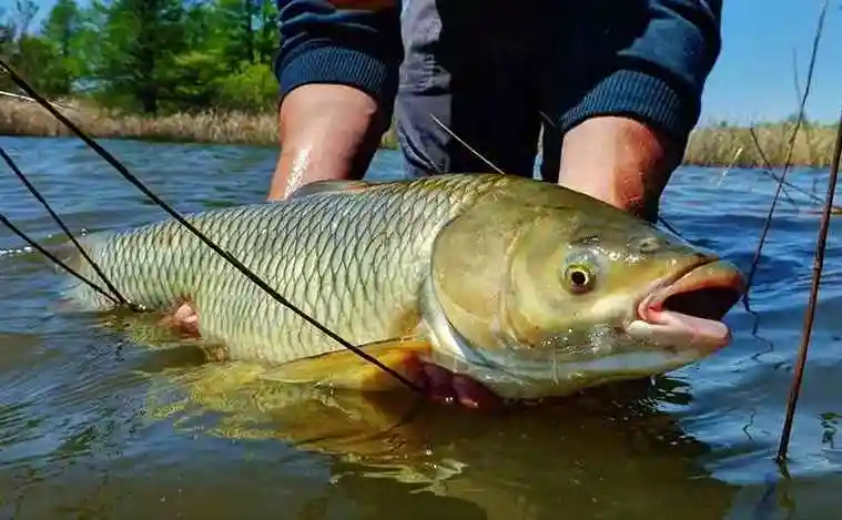 秋季水库钓鱼技巧(水库钓大鱼的最佳深度)