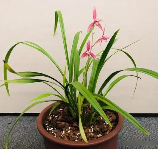 兰花的品种(兰花的品种及图片名字)