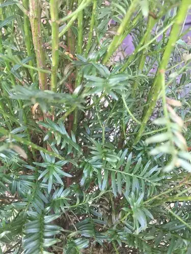 初养红豆杉,好象中奖了,这两盆都是雌雄同体,拿实物和网络上的图片