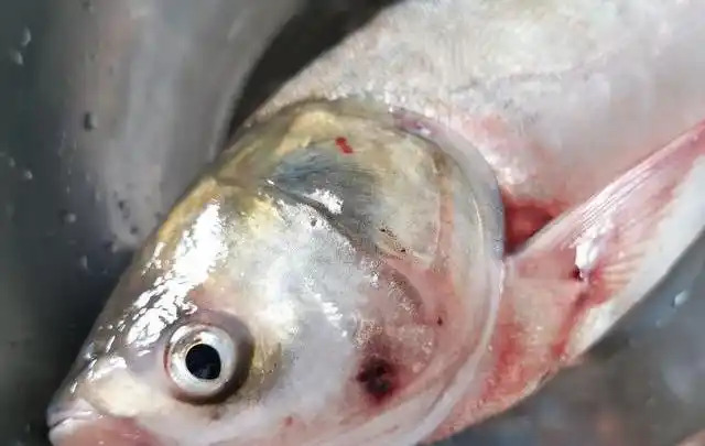 疑难杂症鱼类败血症败血性出血病或坏血病的治疗方法