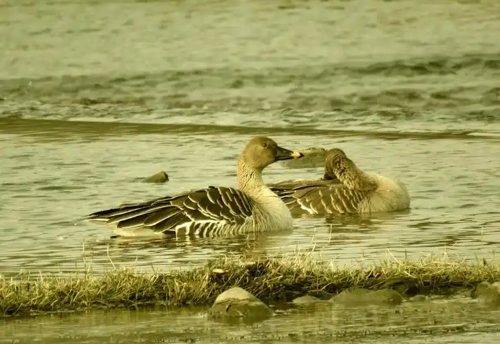 乌溪江上野生水禽,2020.12.30