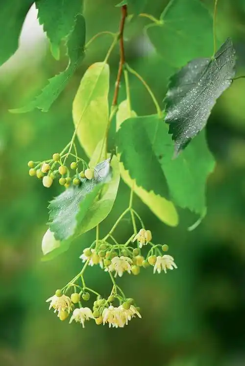 老树人参结仙缘