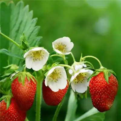 草莓头像红红的酸甜可口的草莓图片