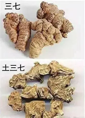 三七泡水竟然喝出了重度肝损伤这样的错误千万别再犯了