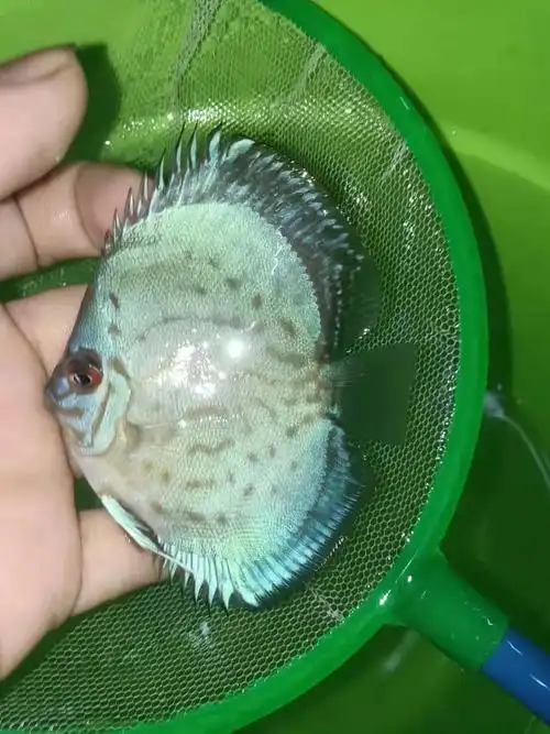 七彩神仙鱼精品老虎狗虎纹松热带观赏鱼活体原生态鱼