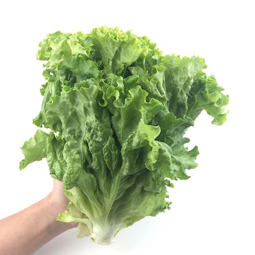 新鲜罗莎绿生菜7斤包邮绿萝莎散叶西餐沙拉菜357斤新鲜蔬菜