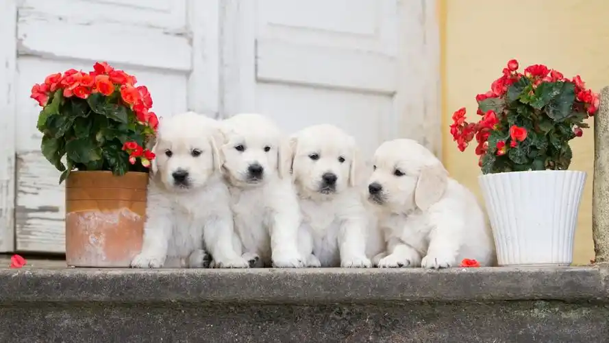 可爱狗狗桌面壁纸