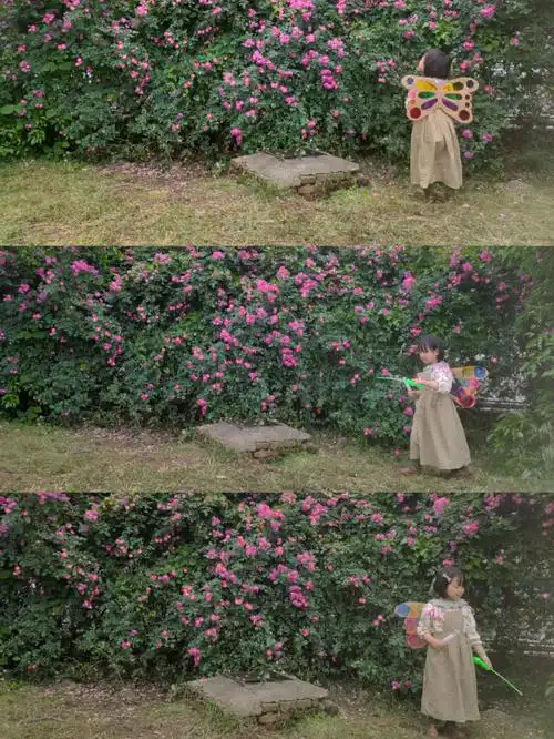 宁波蔷薇花你是好美好美的红蔷薇