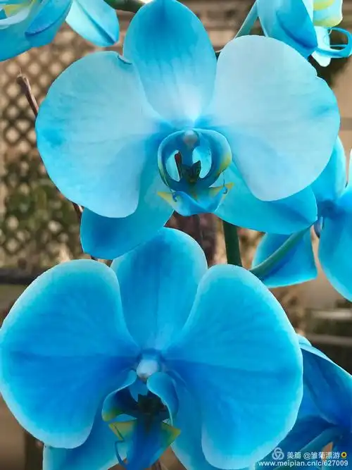 兰花海 - sea of orchid