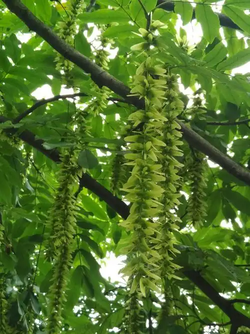 其它 枫杨果 写美篇  如果在枫杨树的浓阴下摆上一张椅子或系上吊床