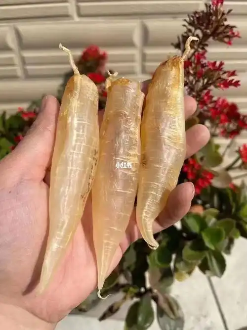 0169♀15大家最爱的鳘鱼胶筒来了[奸笑][机智]精品水晶赤嘴鳘鱼