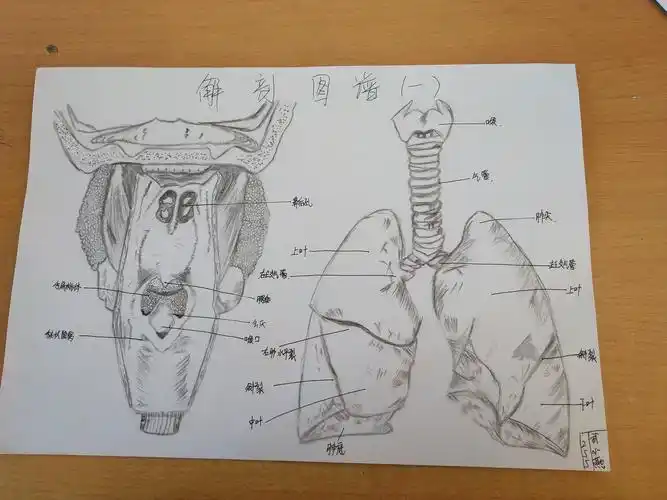 爱我专业,绘出生命色彩,感受人体之美"解剖学基础绘画大赛