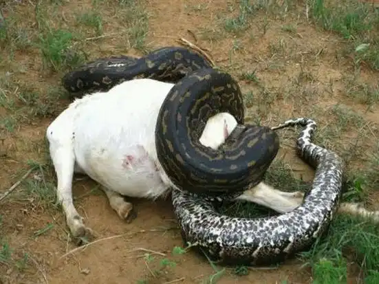 href="#" data-lemmaid="455189">蟒蛇 /a>,非洲最大的蛇,身体较长