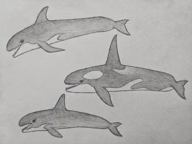 早期作品72 纤虎鲸 早期-发癫nemo