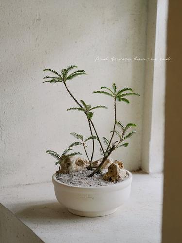 植物私生活 海岛叶下珠茶几桌面小景侘寂风简约造型植物盆栽