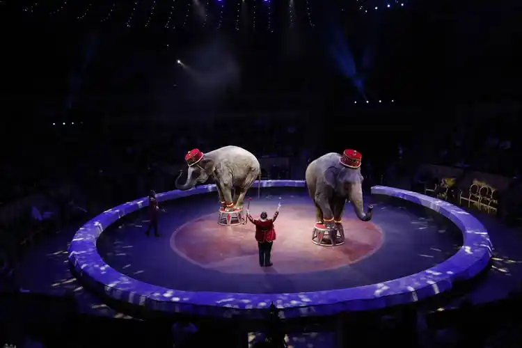 意大利托尼马戏团在圣彼得堡演出